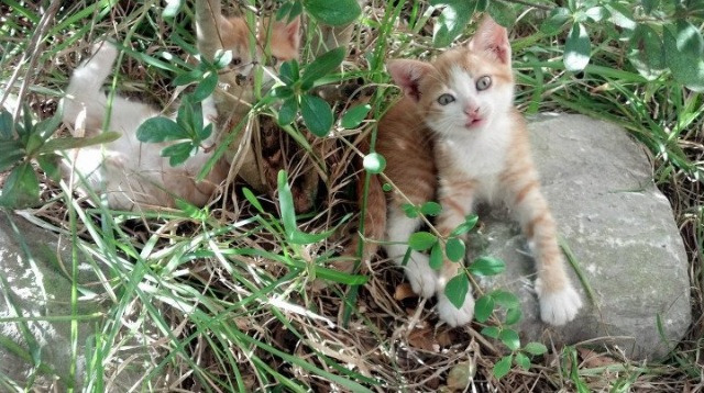 九游-_骑士年轻人逐渐成熟，未来可期_，骑士2021