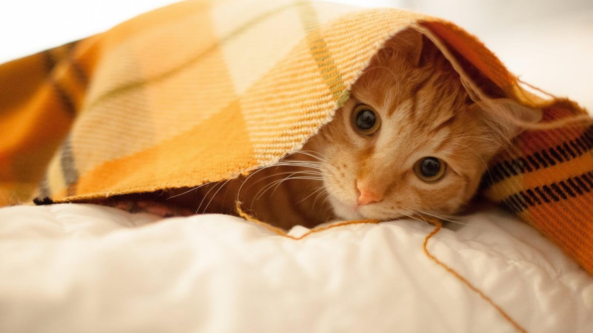 【罚分解读】不同犯规导致的不同处罚结果,犯规罚球是什么意思