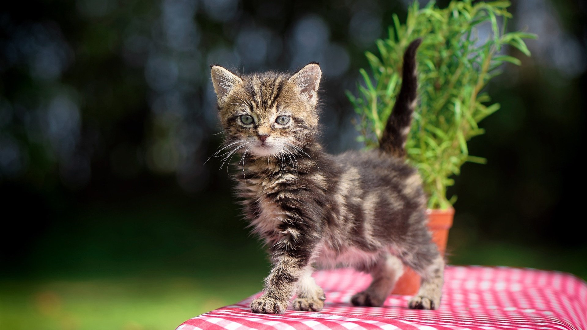 今年NBA季后赛最佳“夜场”比赛都有哪些精彩片段？，nba季后赛最精彩的比赛