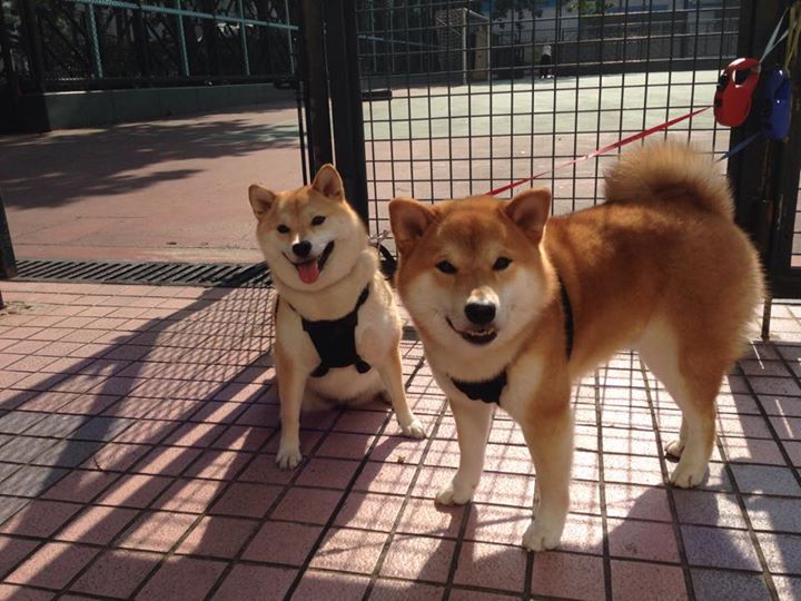 大师云集：台球比赛的比赛策略解析，台球比赛规则简版