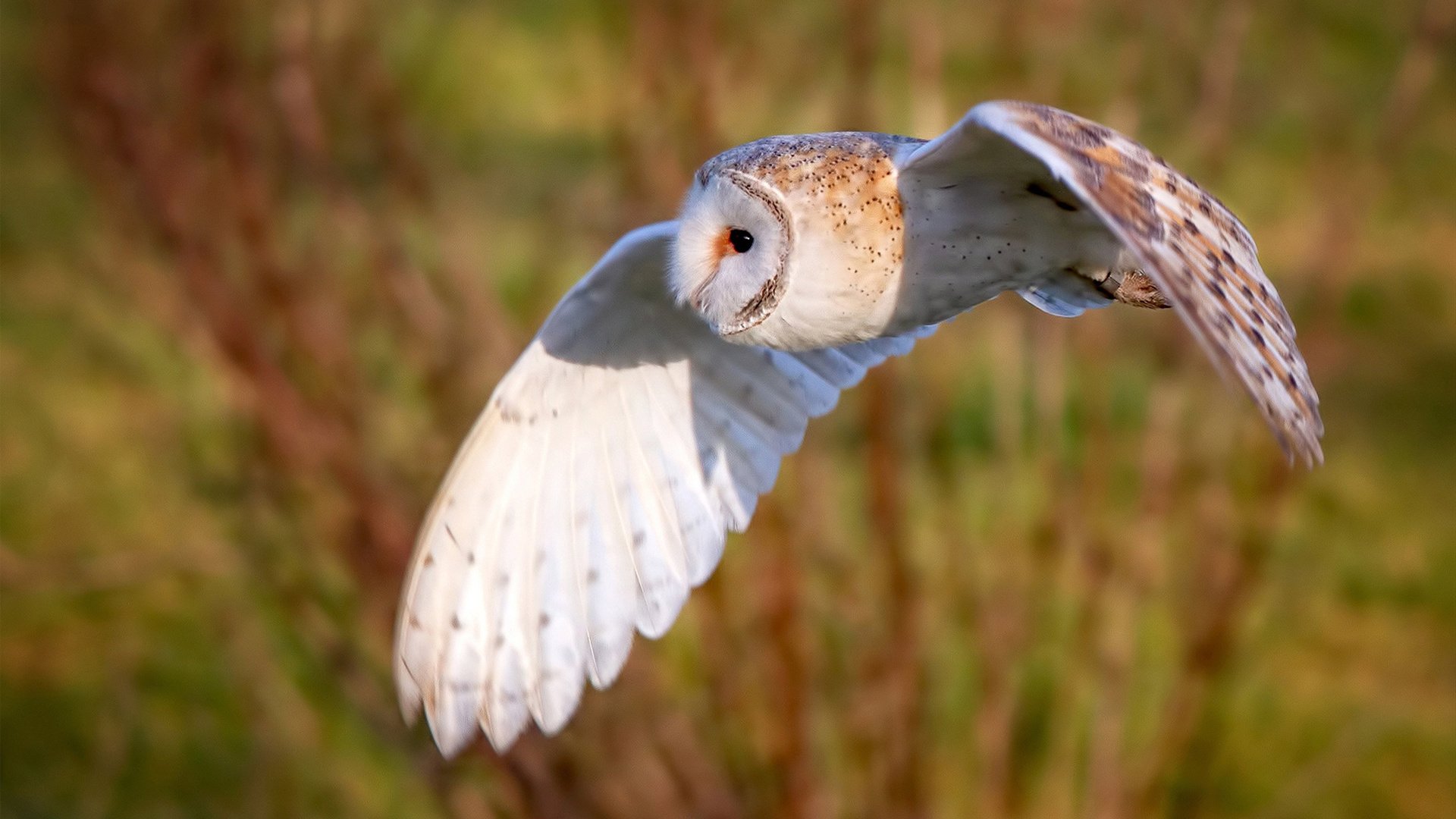 奥运精神延续，欧冠中的体育精神与斗志，什么是奥运冠军精神